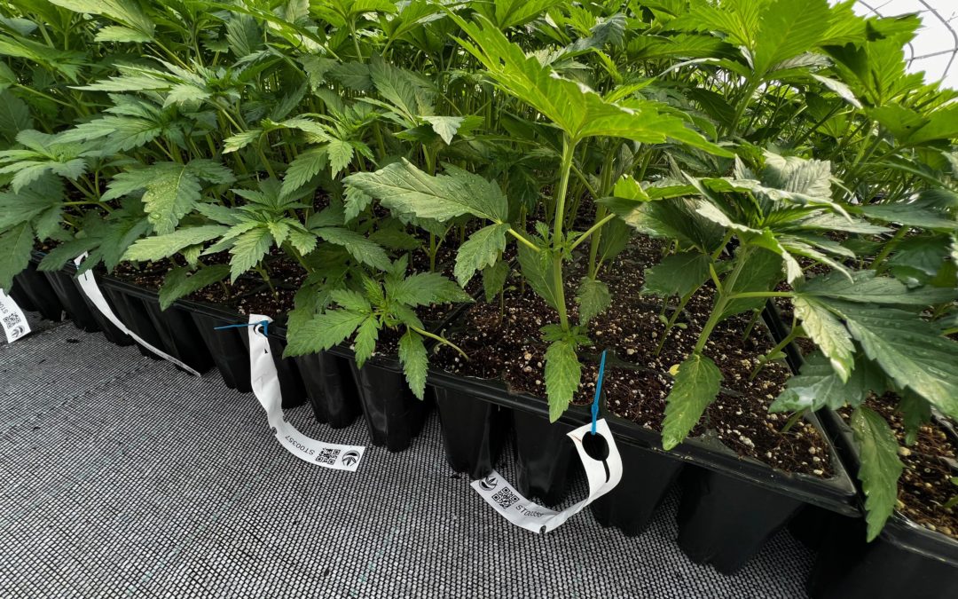 Etiqueta RFID para plantas «VIVARY»