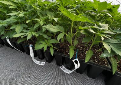 Etiqueta RFID para plantas «VIVARY»